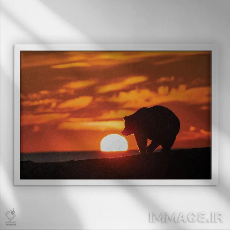 تابلو سیلوئت خرس گریزلی بالغ روی ساحل هنگام طلوع، پارک ملی لیک کلارک، آلاسکا، نهر سیلور سالمون اثر آدام جونز - نمای قابدار سفید