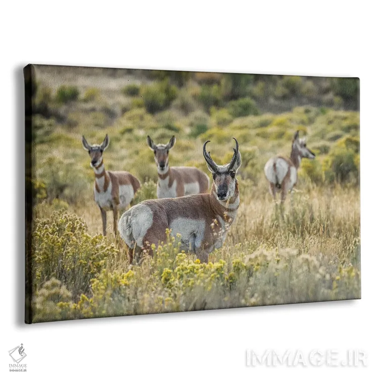 تابلو پرونگهورن نر بالغ همراه مادهها، پارک ملی یلوستون، وایومینگ اثر آدام جونز - نمای پرسپکتیو محصول