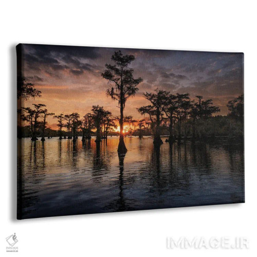 تابلو سیلوئت درختان سرو برهنه در غروب، دریاچه کادو، تگزاس اثر آدام جونز - نمای پرسپکتیو محصول