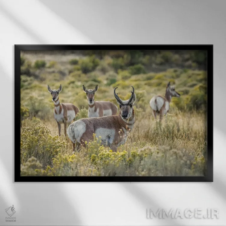 تابلو پرونگهورن نر بالغ همراه مادهها، پارک ملی یلوستون، وایومینگ اثر آدام جونز - نمای قابدار مشکی