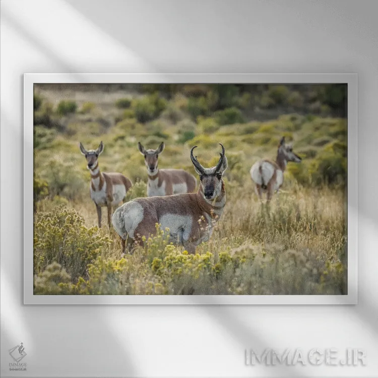 تابلو پرونگهورن نر بالغ همراه مادهها، پارک ملی یلوستون، وایومینگ اثر آدام جونز - نمای قابدار سفید