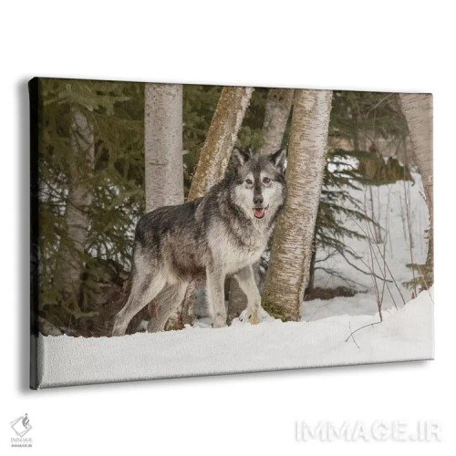 تابلو گرگ خاکستری (گونهٔ کانیس لوپوس)، مونتانا (حیوان) اثر آدام جونز - نمای پرسپکتیو محصول