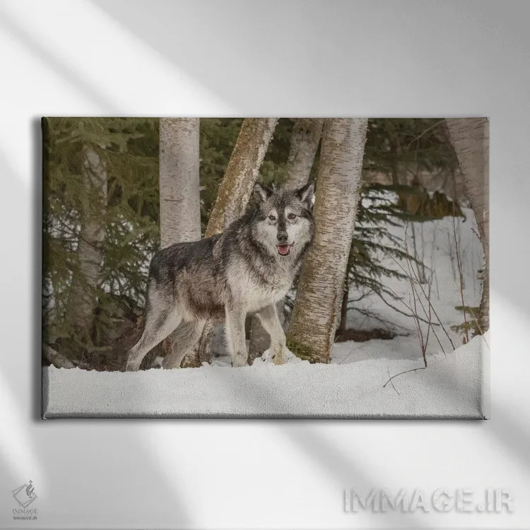 تابلو گرگ خاکستری (گونهٔ کانیس لوپوس)، مونتانا (حیوان) اثر آدام جونز - نمای روبهرو روی دیوار