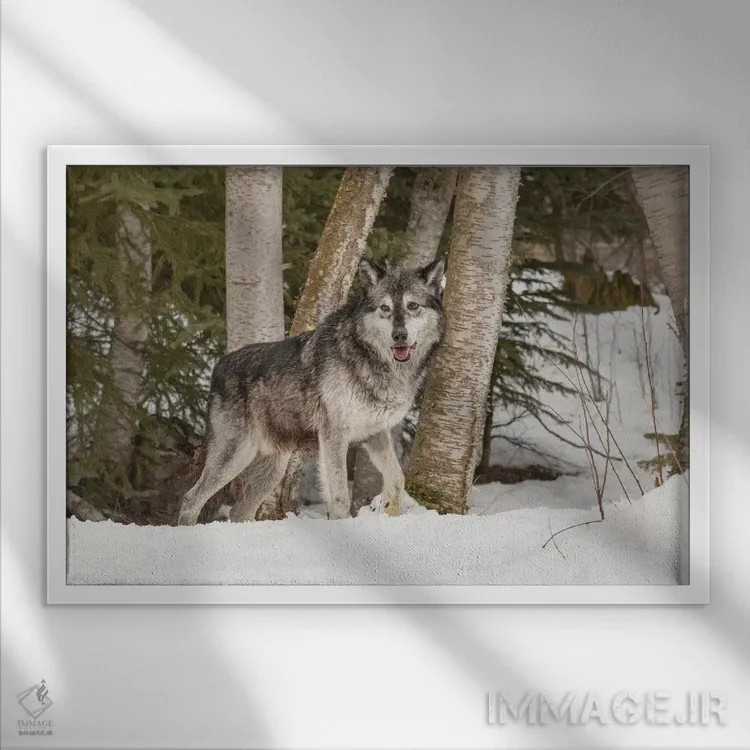 تابلو گرگ خاکستری (گونهٔ کانیس لوپوس)، مونتانا (حیوان) اثر آدام جونز - نمای قابدار سفید