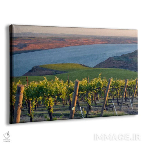 تابلو رودخانه کلمبیا با تاکستان بنچز در پیشزمینه، منطقه Horse Heaven Hills AVA، واشینگتن، آمریکا اثر جنیس میگلاوس - نمای پرسپکتیو محصول
