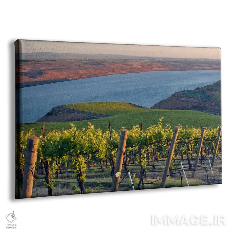 تابلو رودخانه کلمبیا با تاکستان بنچز در پیشزمینه، منطقه Horse Heaven Hills AVA، واشینگتن، آمریکا اثر جنیس میگلاوس - نمای پرسپکتیو محصول