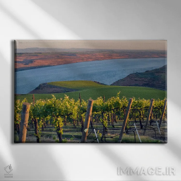 تابلو رودخانه کلمبیا با تاکستان بنچز در پیشزمینه، منطقه Horse Heaven Hills AVA، واشینگتن، آمریکا اثر جنیس میگلاوس - نمای روبهرو روی دیوار