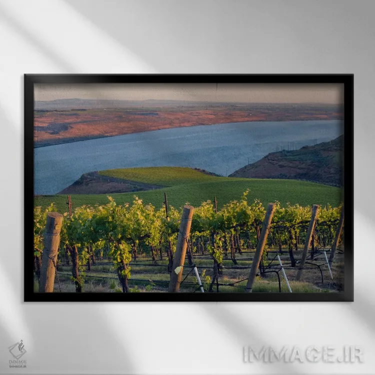 تابلو رودخانه کلمبیا با تاکستان بنچز در پیشزمینه، منطقه Horse Heaven Hills AVA، واشینگتن، آمریکا اثر جنیس میگلاوس - نمای قابدار مشکی