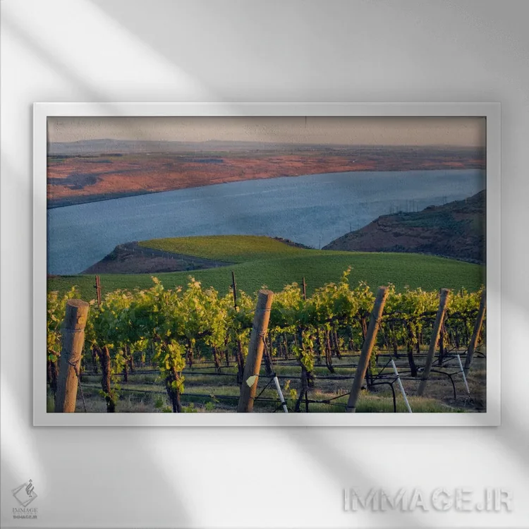 تابلو رودخانه کلمبیا با تاکستان بنچز در پیشزمینه، منطقه Horse Heaven Hills AVA، واشینگتن، آمریکا اثر جنیس میگلاوس - نمای قابدار سفید