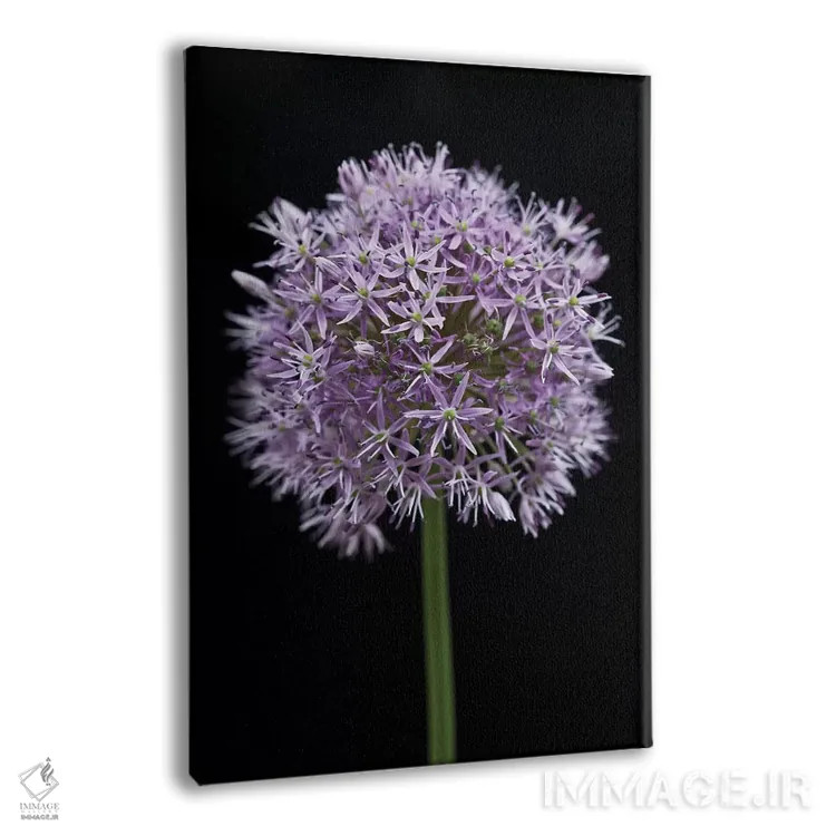 تابلو گل آلیوم اثر آصاف فرانک - نمای پرسپکتیو محصول