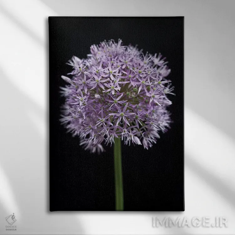 تابلو گل آلیوم اثر آصاف فرانک - نمای روبهرو روی دیوار