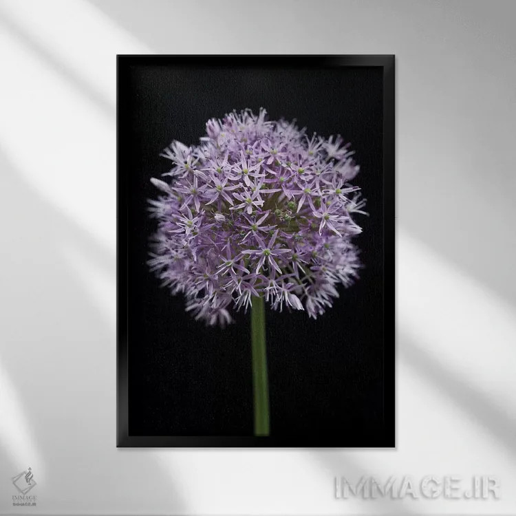 تابلو گل آلیوم اثر آصاف فرانک - نمای قابدار مشکی