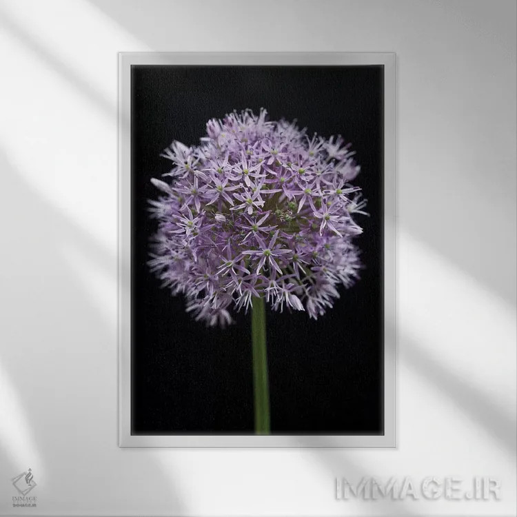 تابلو گل آلیوم اثر آصاف فرانک - نمای قابدار سفید