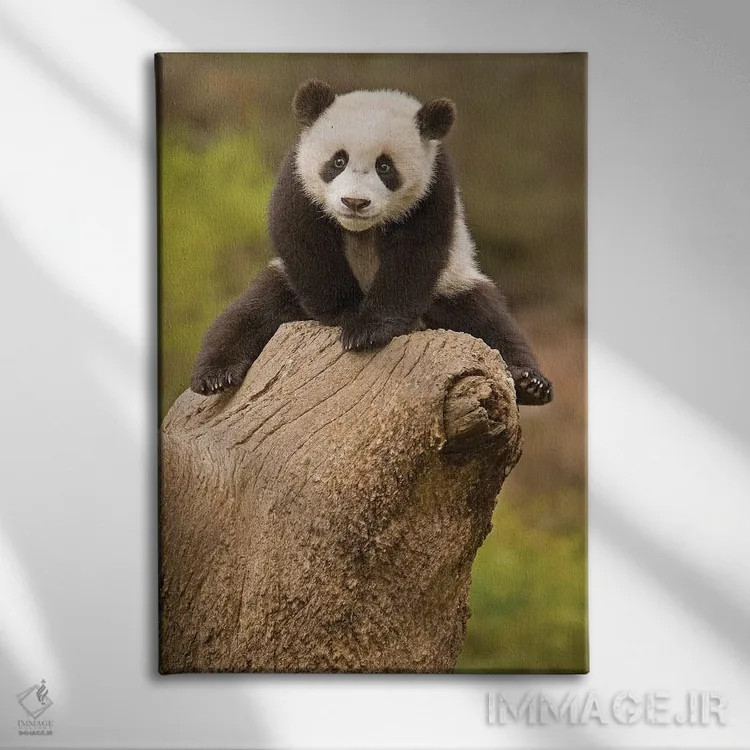 تابلو پاندای کوچک روی کنده درخت، ذخیرهگاه پاندای وولونگ، چین اثر آلیس گارلند - نمای روبهرو روی دیوار
