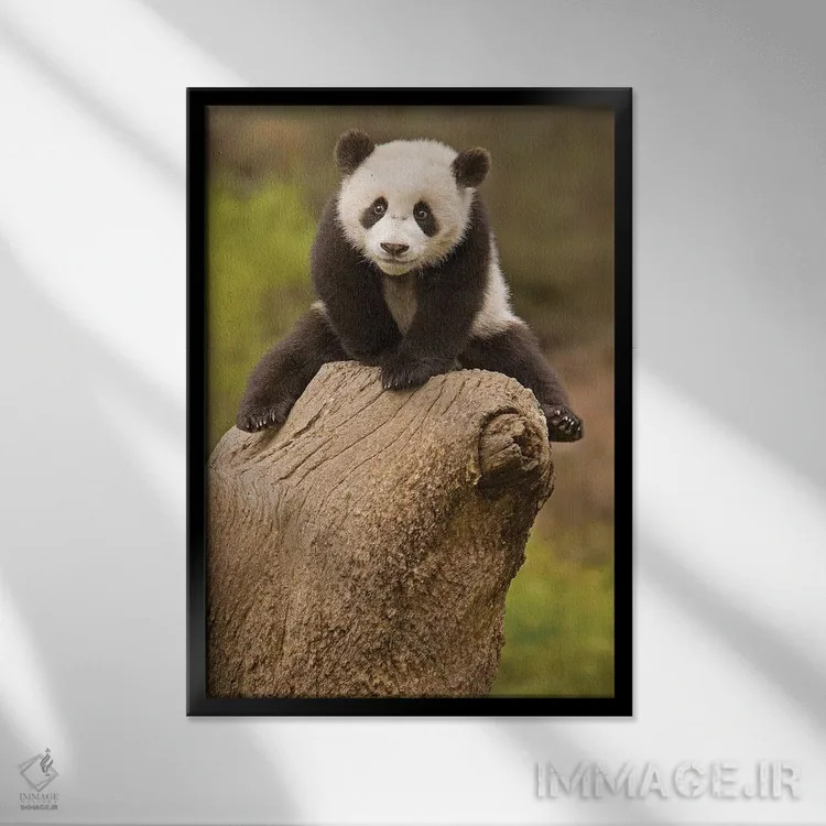 تابلو پاندای کوچک روی کنده درخت، ذخیرهگاه پاندای وولونگ، چین اثر آلیس گارلند - نمای قابدار مشکی