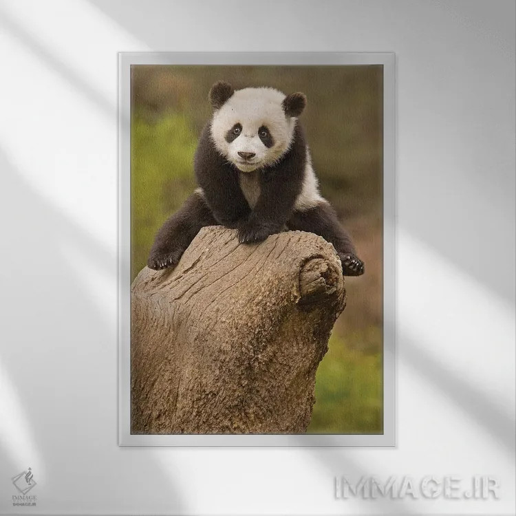تابلو پاندای کوچک روی کنده درخت، ذخیرهگاه پاندای وولونگ، چین اثر آلیس گارلند - نمای قابدار سفید