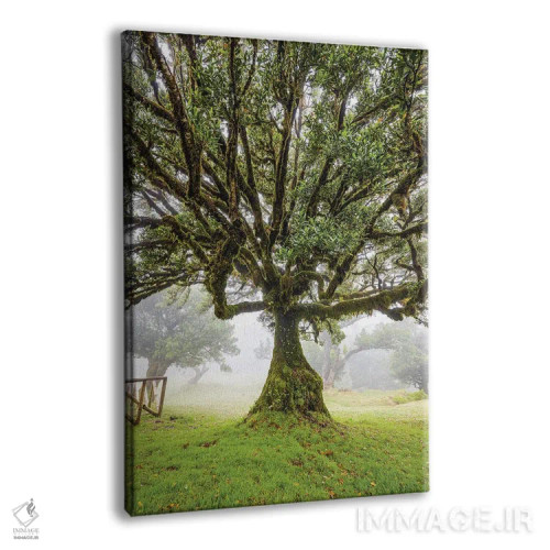 تابلو جنگل قدیمی مهآلود فانال جزیره مادیرا پرتغال (قسمت اول) اثر الکس جی پرز - نمای پرسپکتیو محصول