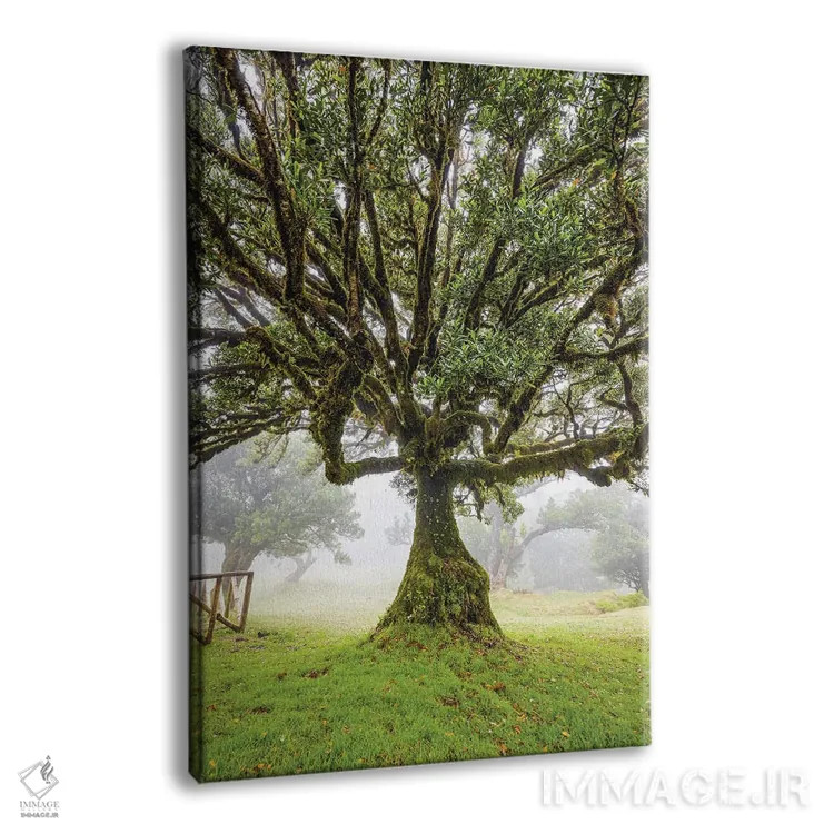 تابلو جنگل قدیمی مهآلود فانال جزیره مادیرا پرتغال (قسمت اول) اثر الکس جی پرز - نمای پرسپکتیو محصول