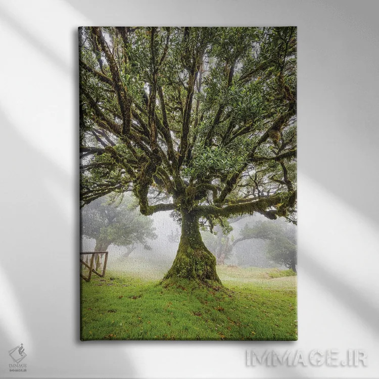 تابلو جنگل قدیمی مهآلود فانال جزیره مادیرا پرتغال (قسمت اول) اثر الکس جی پرز - نمای روبهرو روی دیوار