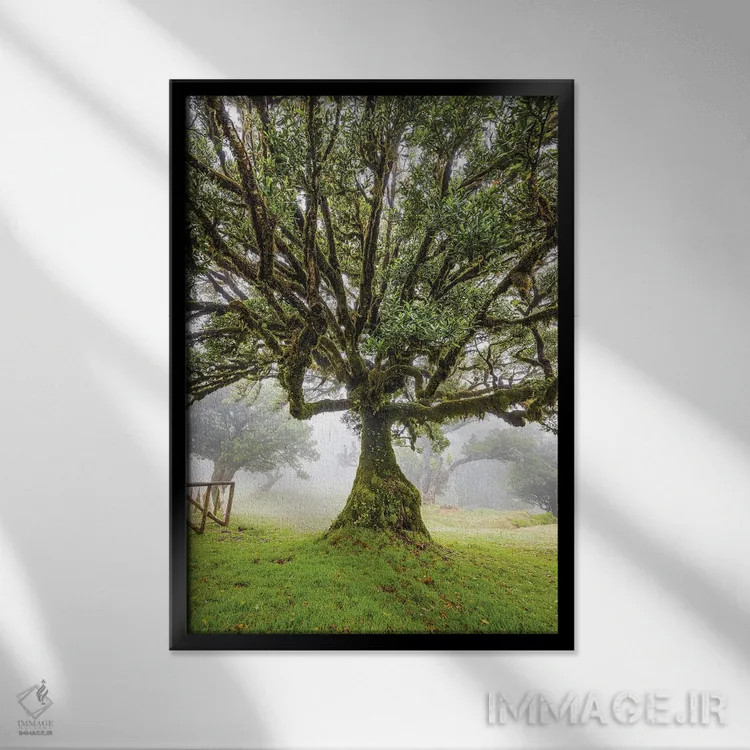 تابلو جنگل قدیمی مهآلود فانال جزیره مادیرا پرتغال (قسمت اول) اثر الکس جی پرز - نمای قابدار مشکی