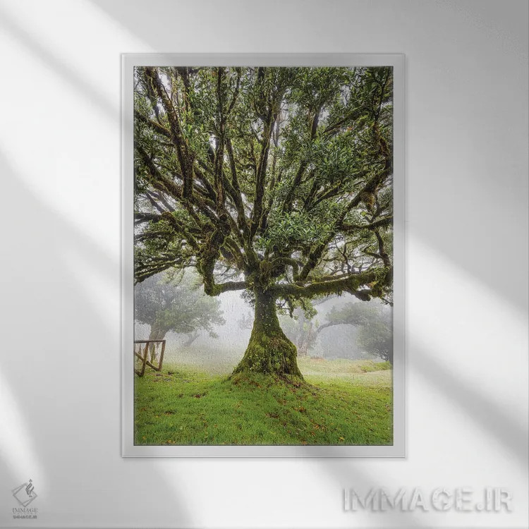 تابلو جنگل قدیمی مهآلود فانال جزیره مادیرا پرتغال (قسمت اول) اثر الکس جی پرز - نمای قابدار سفید