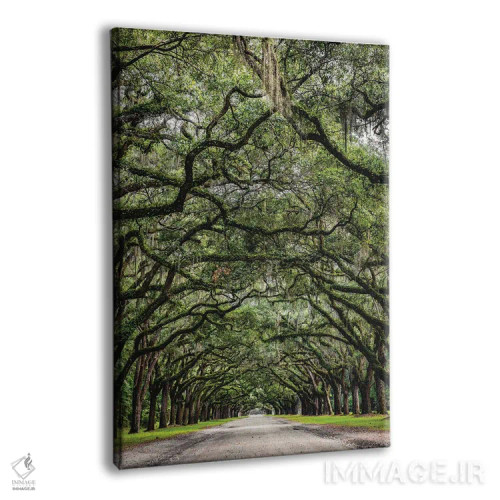 تابلو جاده بلوطهای ساوانا (ساوانا، شهری در ایالت جورجیا آمریکا) اثر الکس جی پرز - نمای پرسپکتیو محصول