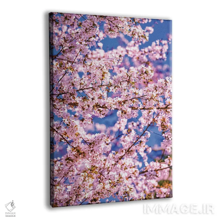 تابلو Fujinomiya, Japan I,شکوفههای گیلاس در فوجینومیا، ژاپن (۱) اثر الکس جی پرز - نمای پرسپکتیو محصول