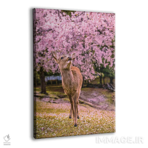 تابلو Japan I,گوزنها میان درختان شکوفههای گیلاس پارک نارا، کیوتو، ژاپن (۱) اثر الکس جی پرز - نمای پرسپکتیو محصول