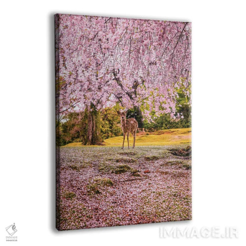 تابلو Japan II,گوزنها میان درختان شکوفههای گیلاس پارک نارا، کیوتو، ژاپن (۲) اثر الکس جی پرز - نمای پرسپکتیو محصول