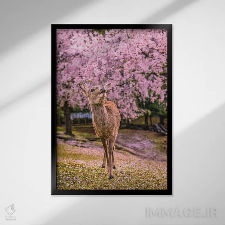 تابلو Japan I,گوزنها میان درختان شکوفههای گیلاس پارک نارا، کیوتو، ژاپن (۱) اثر الکس جی پرز - نمای قابدار مشکی