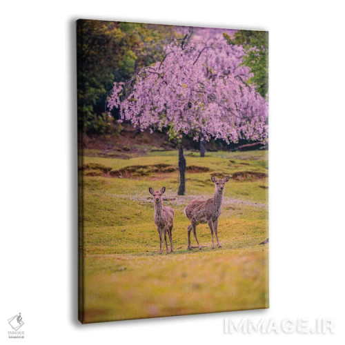 تابلو Japan IV,گوزنها میان درختان شکوفههای گیلاس پارک نارا، کیوتو، ژاپن (۴) اثر الکس جی پرز - نمای پرسپکتیو محصول