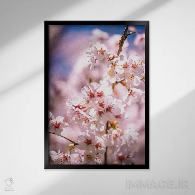 تابلو Fujinomiya, Japan,شکوفههای گیلاس در فوجینومیا، ژاپن اثر الکس جی پرز - نمای قابدار مشکی
