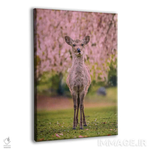 تابلو Japan VII,گوزنها میان درختان شکوفههای گیلاس پارک نارا، کیوتو، ژاپن (۷) اثر الکس جی پرز - نمای پرسپکتیو محصول