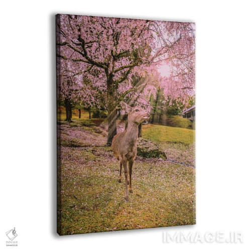 تابلو Japan V,گوزنها میان درختان شکوفههای گیلاس پارک نارا، کیوتو، ژاپن (۵) اثر الکس جی پرز - نمای پرسپکتیو محصول