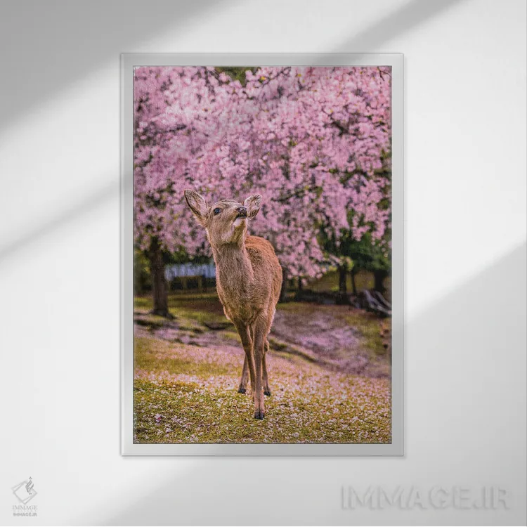 تابلو Japan I,گوزنها میان درختان شکوفههای گیلاس پارک نارا، کیوتو، ژاپن (۱) اثر الکس جی پرز - نمای قابدار سفید
