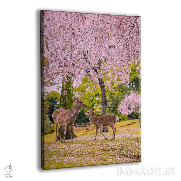 تابلو Japan VI,گوزنها میان درختان شکوفههای گیلاس پارک نارا، کیوتو، ژاپن (۶) اثر الکس جی پرز - نمای پرسپکتیو محصول