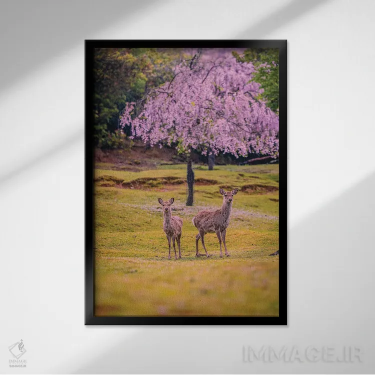 تابلو Japan IV,گوزنها میان درختان شکوفههای گیلاس پارک نارا، کیوتو، ژاپن (۴) اثر الکس جی پرز - نمای قابدار مشکی