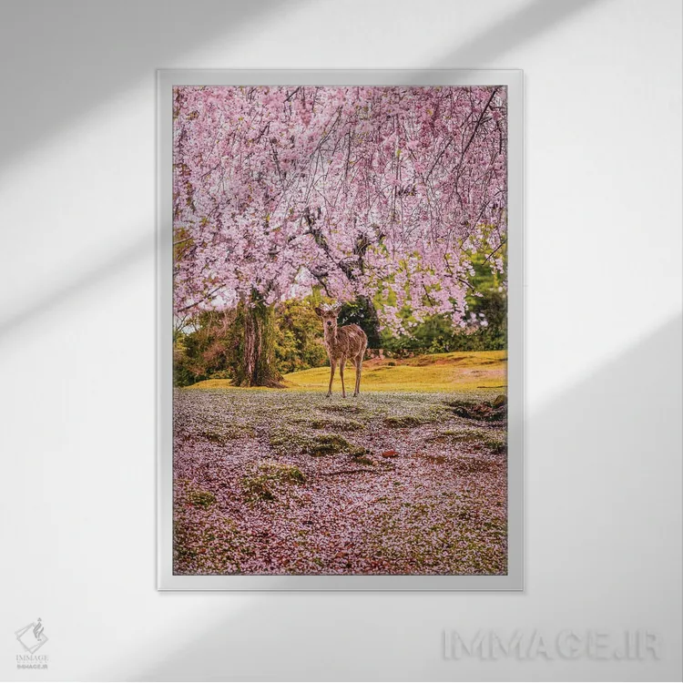 تابلو Japan II,گوزنها میان درختان شکوفههای گیلاس پارک نارا، کیوتو، ژاپن (۲) اثر الکس جی پرز - نمای قابدار سفید