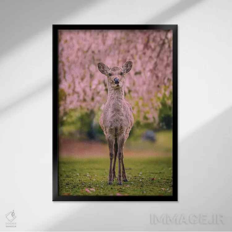 تابلو Japan VII,گوزنها میان درختان شکوفههای گیلاس پارک نارا، کیوتو، ژاپن (۷) اثر الکس جی پرز - نمای قابدار مشکی