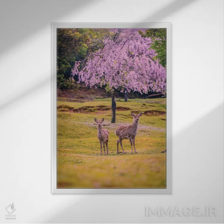 تابلو Japan IV,گوزنها میان درختان شکوفههای گیلاس پارک نارا، کیوتو، ژاپن (۴) اثر الکس جی پرز - نمای قابدار سفید