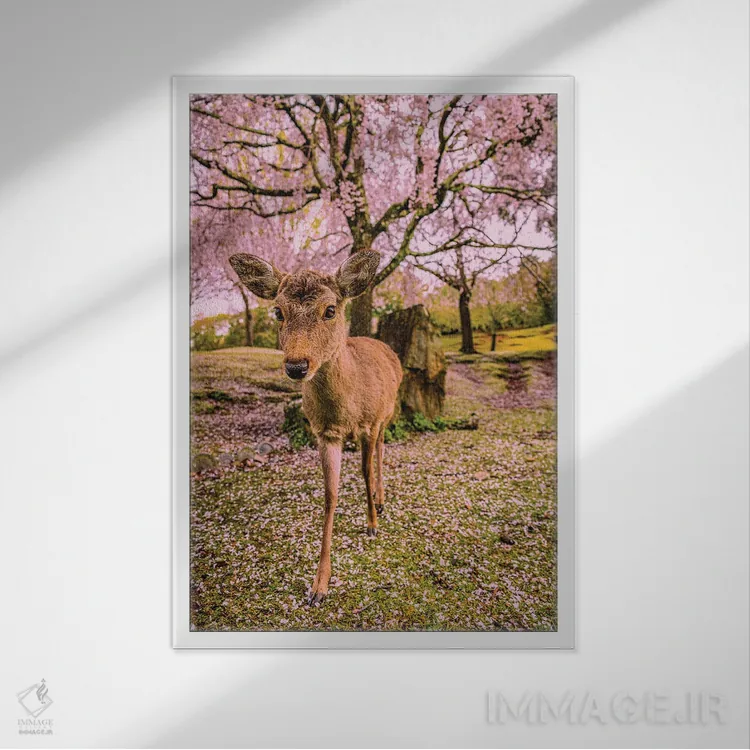 تابلو Japan III,گوزنها میان درختان شکوفههای گیلاس پارک نارا، کیوتو، ژاپن (۳) اثر الکس جی پرز - نمای قابدار سفید