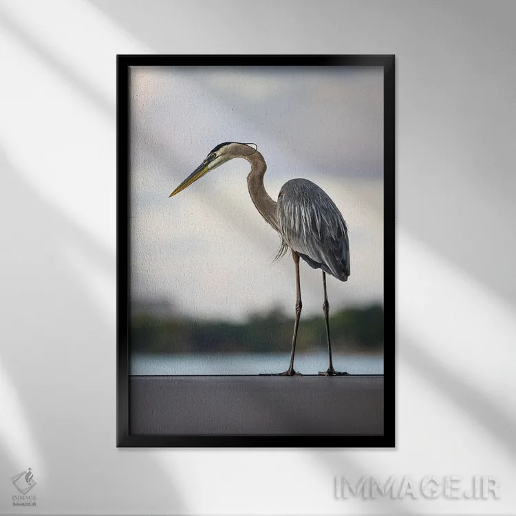 تابلو Orlando, Florida,پرنده ماهیگیر کبود بزرگ دریاچه هولدن، اورلاندو، فلوریدا اثر الکس جی پرز - نمای قابدار مشکی