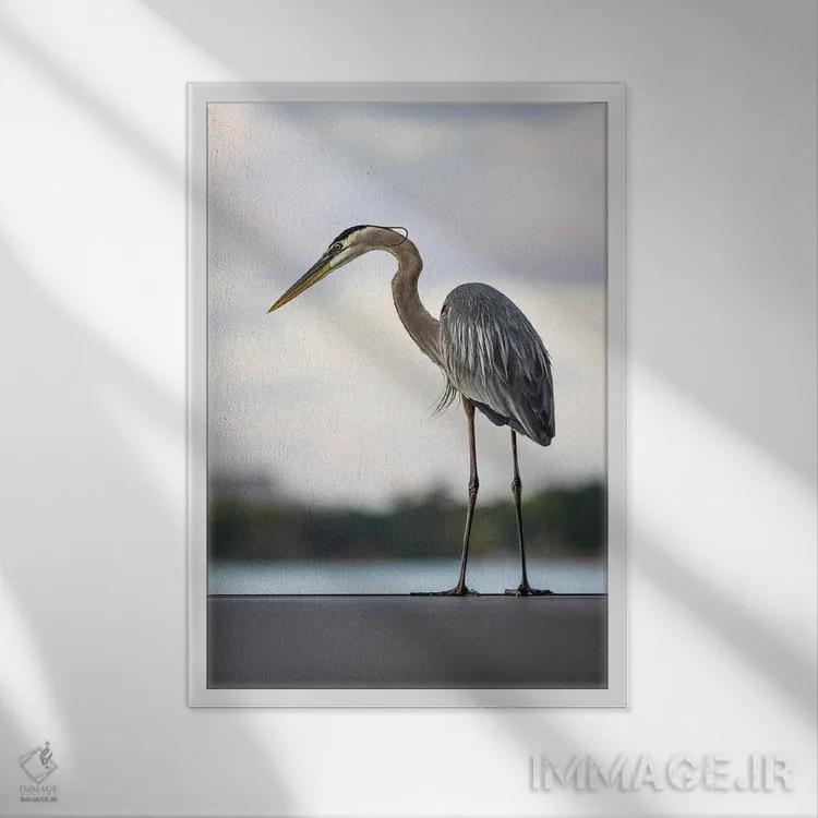 تابلو Orlando, Florida,پرنده ماهیگیر کبود بزرگ دریاچه هولدن، اورلاندو، فلوریدا اثر الکس جی پرز - نمای قابدار سفید