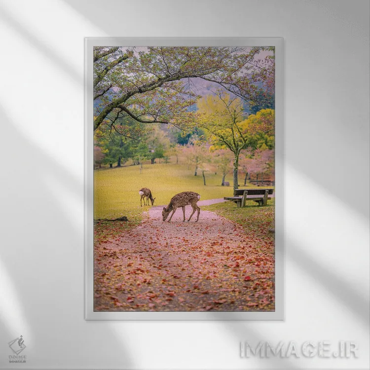 تابلو Japan VIII,گوزنها میان درختان شکوفههای گیلاس پارک نارا، کیوتو، ژاپن (۸) اثر الکس جی پرز - نمای قابدار سفید
