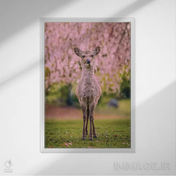 تابلو Japan VII,گوزنها میان درختان شکوفههای گیلاس پارک نارا، کیوتو، ژاپن (۷) اثر الکس جی پرز - نمای قابدار سفید
