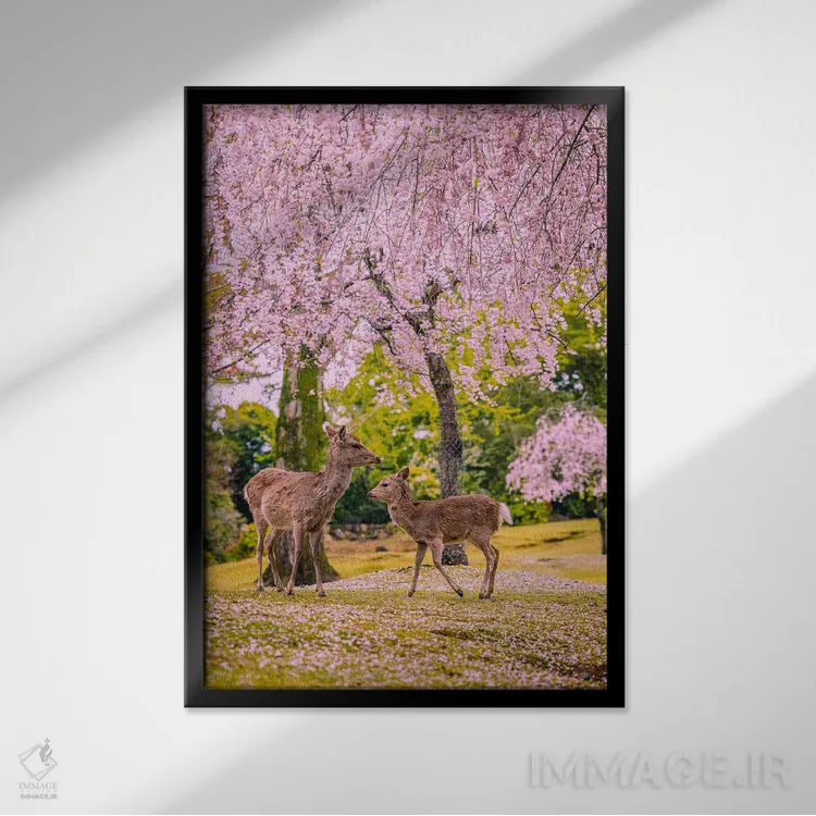 تابلو Japan VI,گوزنها میان درختان شکوفههای گیلاس پارک نارا، کیوتو، ژاپن (۶) اثر الکس جی پرز - نمای قابدار مشکی
