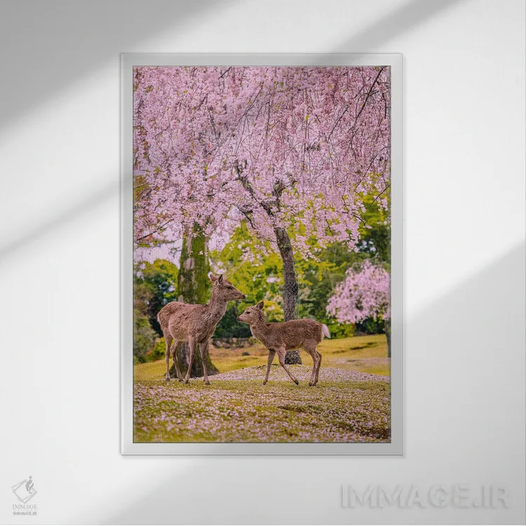 تابلو Japan VI,گوزنها میان درختان شکوفههای گیلاس پارک نارا، کیوتو، ژاپن (۶) اثر الکس جی پرز - نمای قابدار سفید