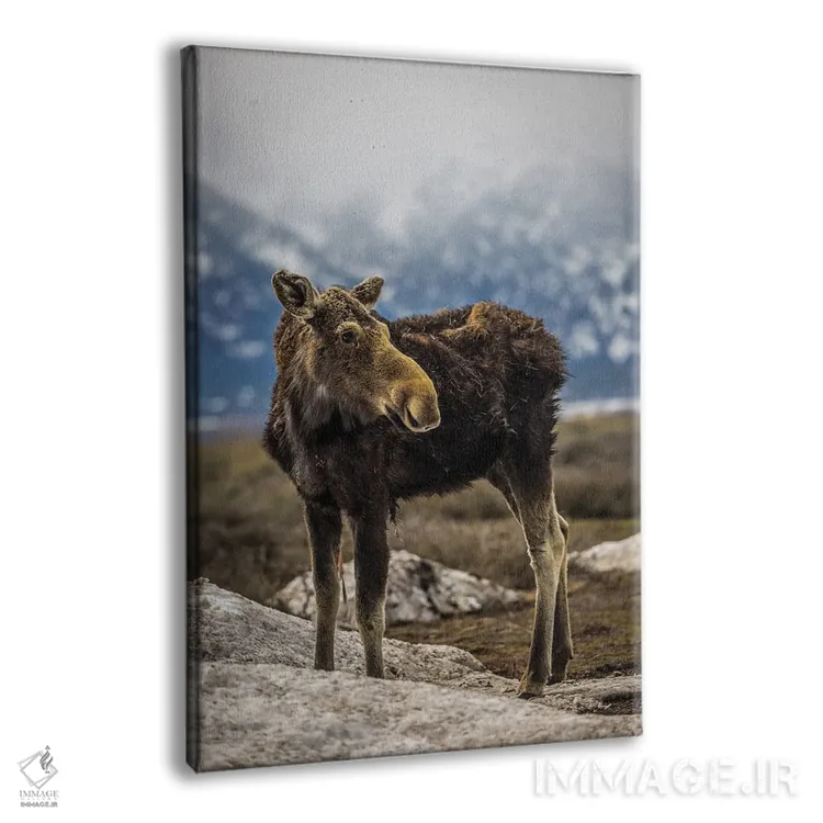 تابلو گوزن بزرگ تیتون (۴) اثر الکس جی پرز - نمای پرسپکتیو محصول