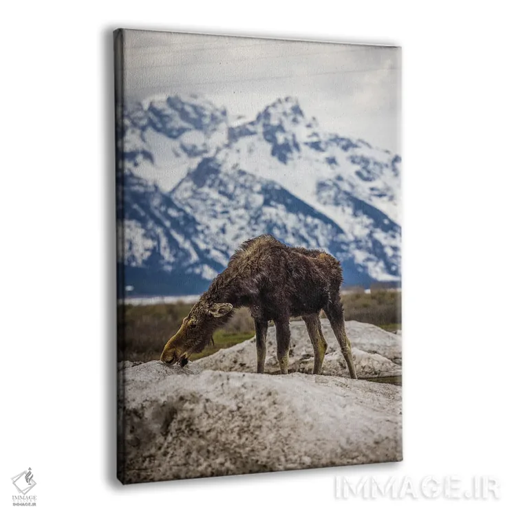 تابلو گوزن بزرگ تیتون (۲) اثر الکس جی پرز - نمای پرسپکتیو محصول