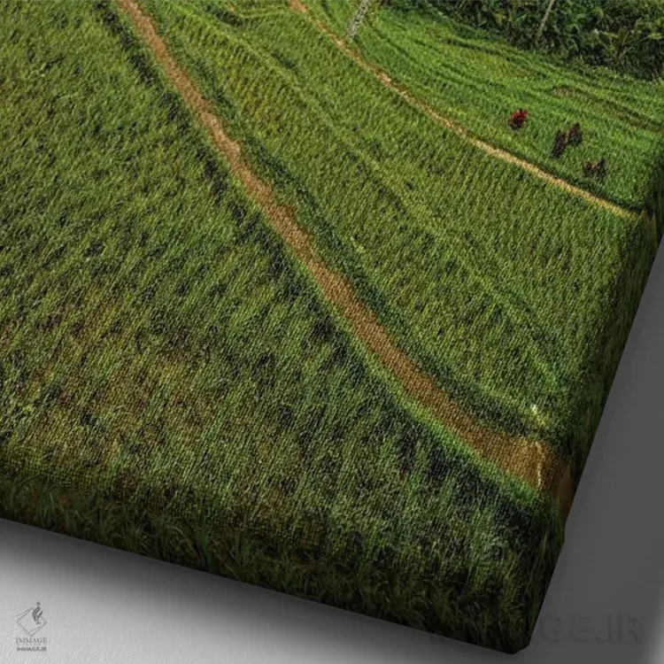 تابلو تراس برنج موپو در بالی اندونزی شماره ۳ اثر الکس جی پرز - نمای نزدیک بافت بوم